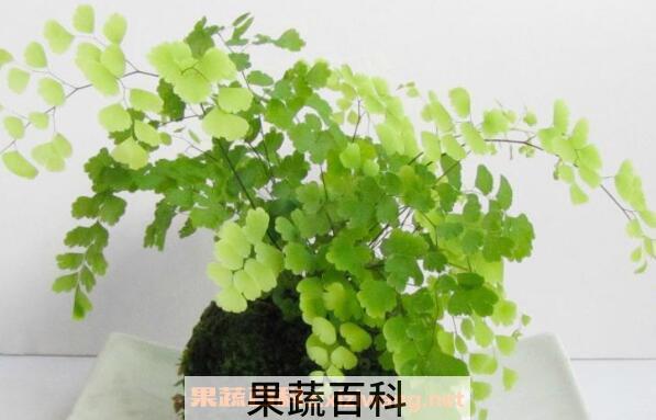 铁线蕨如何养殖 铁线蕨的养殖方法和注意事项
