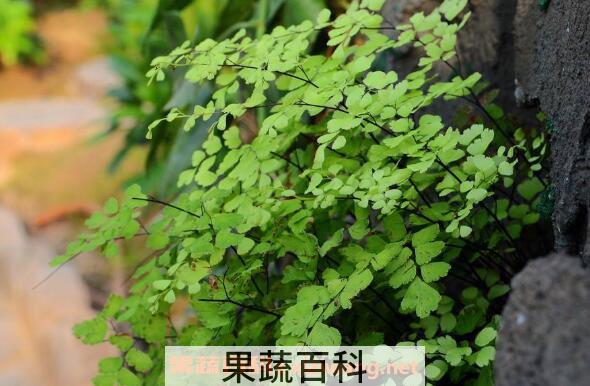 铁线蕨如何养殖 铁线蕨的养殖方法和注意事项