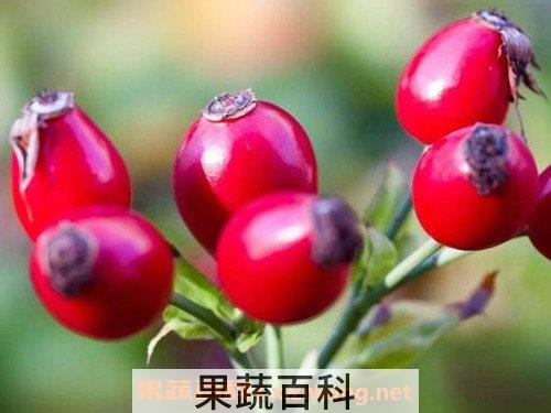 玫瑰果油