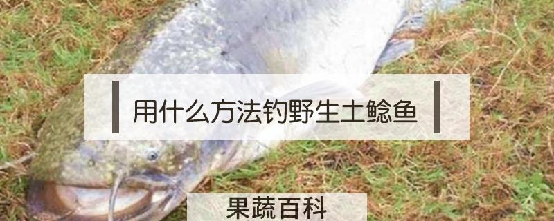 用什么方法钓野生土鲶鱼