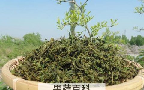 酸枣叶茶的功效与作用