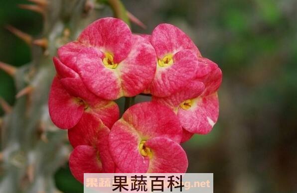 骨刺梅的养殖方法和注意事项