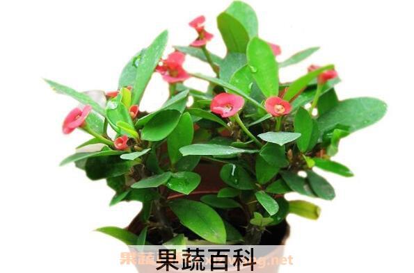 骨刺梅的养殖方法和注意事项