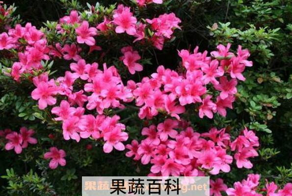 小叶杜鹃怎么养 小叶杜鹃花的养殖方法