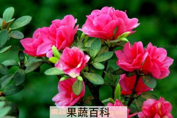 小叶杜鹃怎么养 小叶杜鹃花的养殖方法