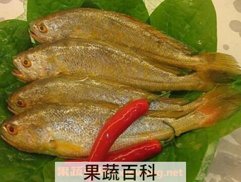 黄瓜鱼的功效与作用