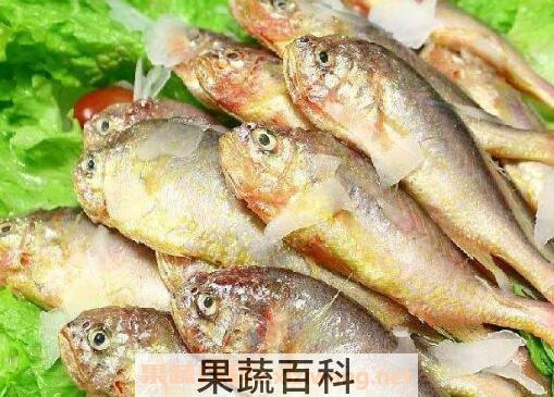 黄瓜鱼的功效与作用