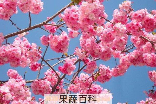 樱花纯露