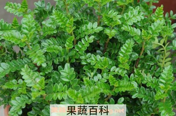 胡椒木如何养殖 胡椒木的养殖方法和注意事项
