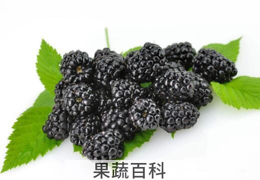 女人吃桑葚的禁忌