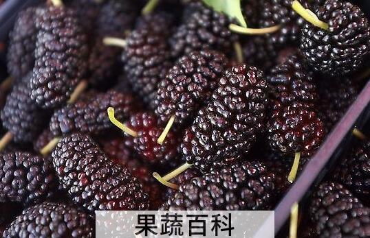 女人吃桑葚的禁忌