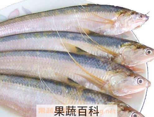  长江刀鱼的营养价值及功效