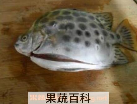 金鼓鱼的功效与作用 金鼓鱼怎么吃好
