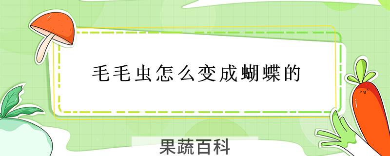 毛毛虫怎么变成蝴蝶的