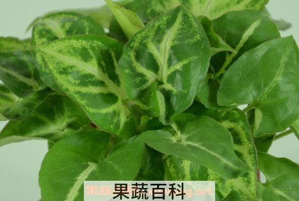 合果芋如何养殖 合果芋的养殖方法和注意事项