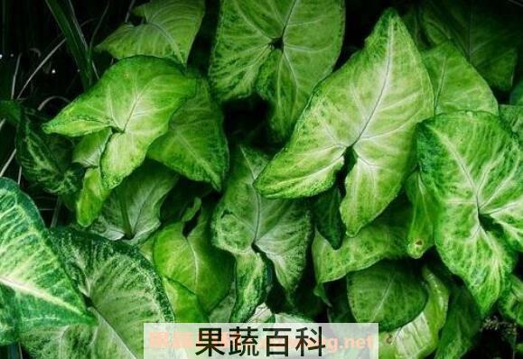 合果芋如何养殖 合果芋的养殖方法和注意事项