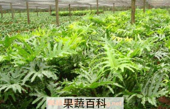 春羽如何养殖 春羽的养殖方法和注意事项