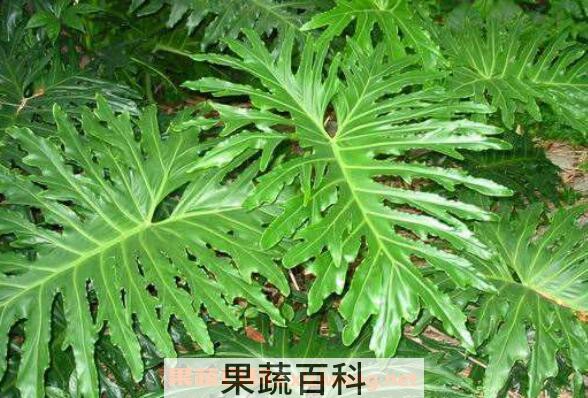 春羽如何养殖 春羽的养殖方法和注意事项