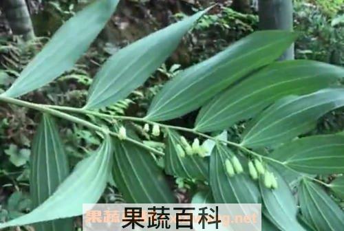 猴子姜