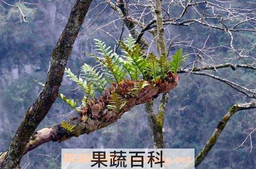 猴子姜