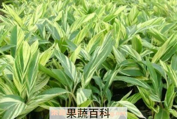 花叶良姜的功效与作用