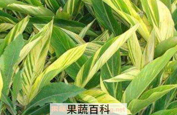 花叶良姜的功效与作用