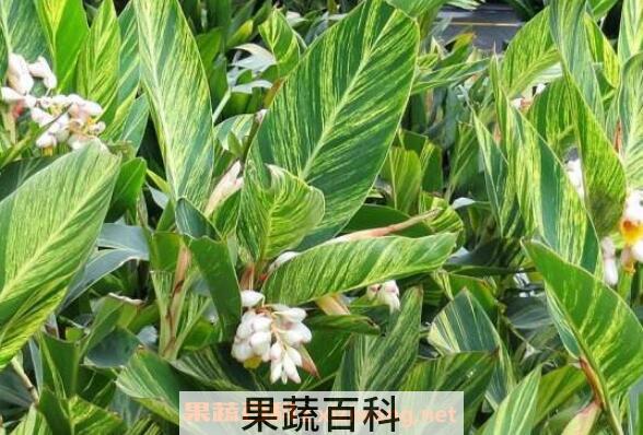 艳山姜的功效与作用 艳山姜有毒吗