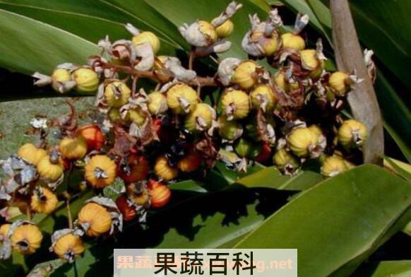 艳山姜的功效与作用 艳山姜有毒吗