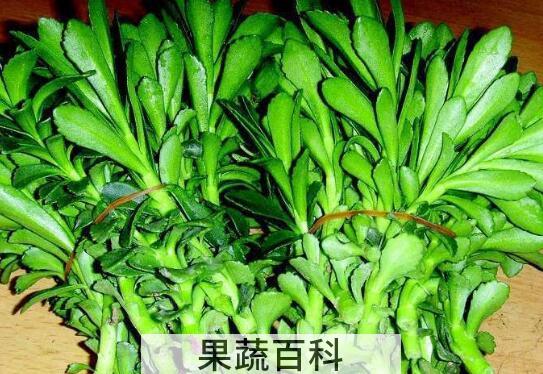 救心菜的功效与作用 救心菜的副作用