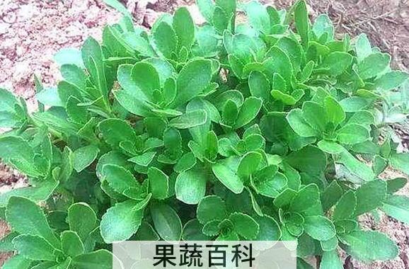 救心菜的功效与作用 救心菜的副作用