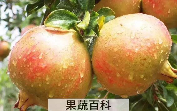 女人吃酸石榴的功效与作用