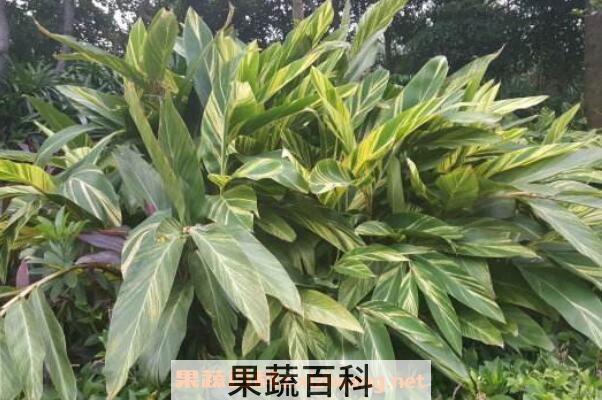 艳山姜与砂仁的区别