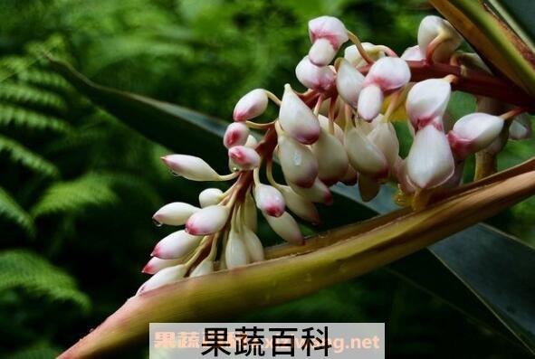 艳山姜与砂仁的区别