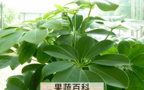 七叶莲与鸭脚木的区别 鸭脚木的功效