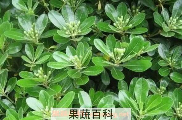 七叶莲与鸭脚木的区别 鸭脚木的功效