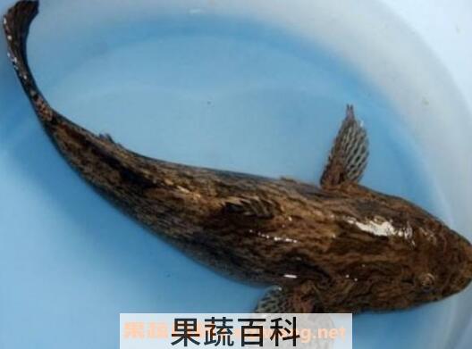 笋壳鱼有何功效与作用
