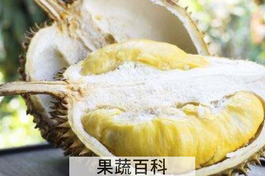 榴莲蜜和菠萝蜜的区别
