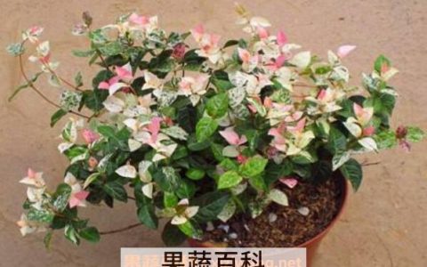 花叶络石怎么养 花叶络石的养殖方法