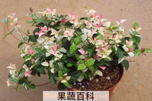 花叶络石怎么养 花叶络石的养殖方法