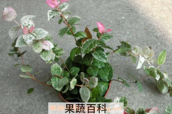 花叶络石怎么养 花叶络石的养殖方法