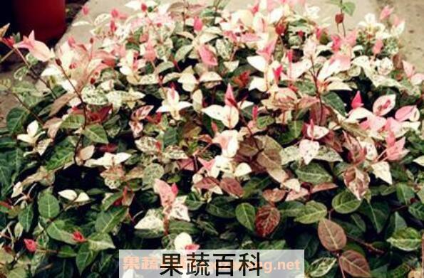 花叶络石怎么浇水 花叶络石扦插流程