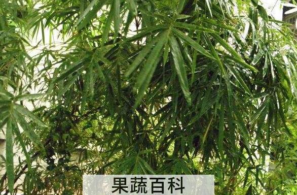 竹米怎么吃 竹米的食用方法