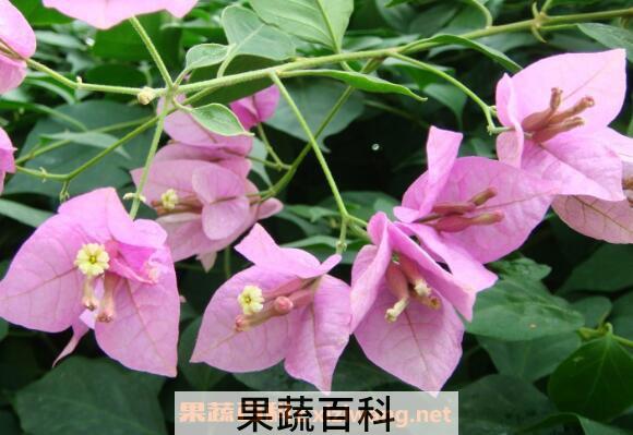叶子花图片 叶子花怎么养