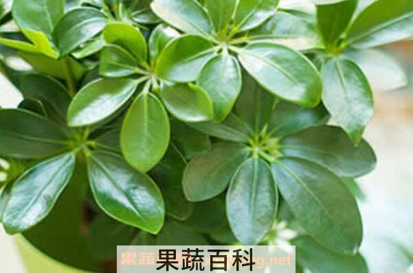 七叶莲的功效与作用及药用价值