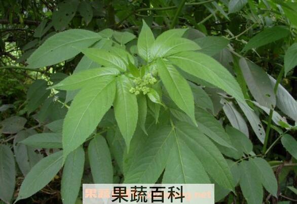 七叶莲的功效与作用及药用价值