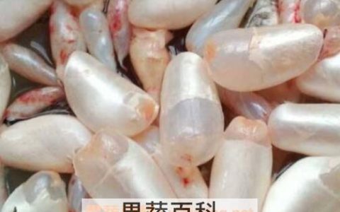 米鱼鱼鳔的功效与作用及药用价值