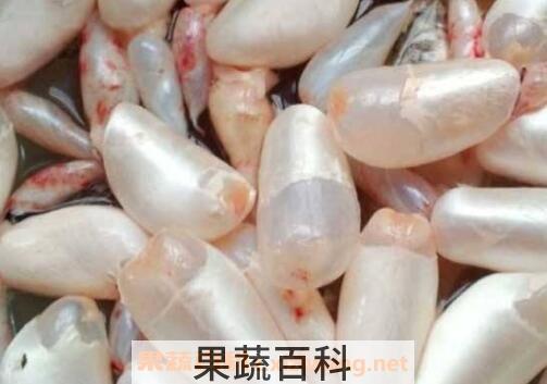 米鱼鱼鳔的功效与作用及药用价值
