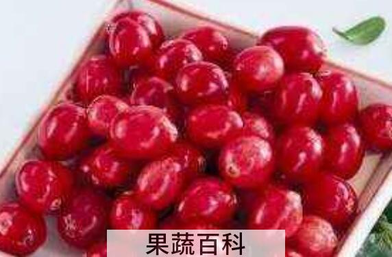 蔓越莓的功效与作用及禁忌