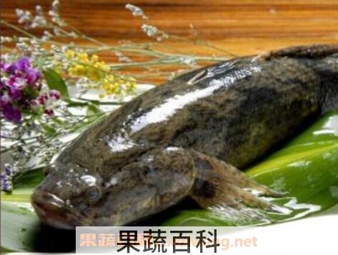 竹壳鱼的功效与作用