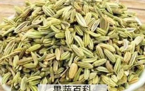 莳萝子和小茴香的区别